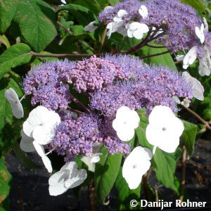 Hydrangea aspera'Macrophylla'