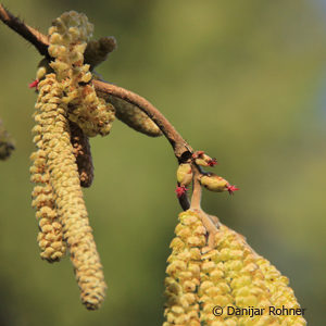 Corylus avellana'Contorta'