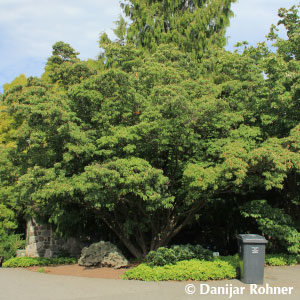 Cornus kousa