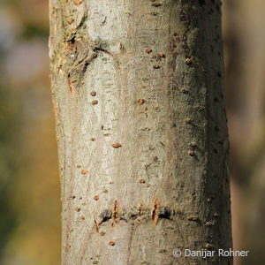 Robinia pseudoacacia'Frisia'