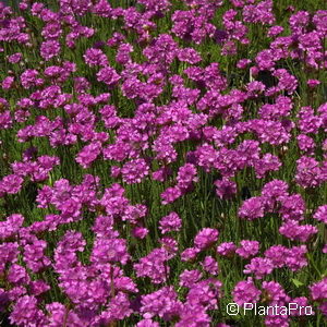 Armeria maritimarosa