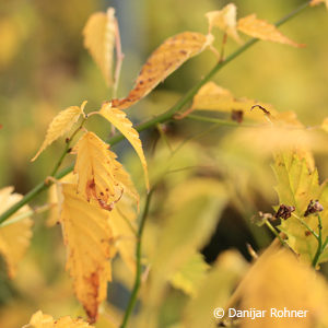 Kerria japonica'Pleniflora'