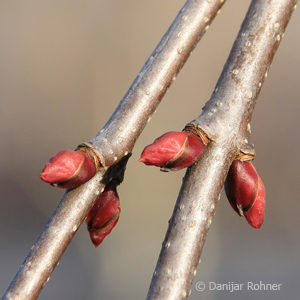 Cercidiphyllum japonicum'Pendulum'