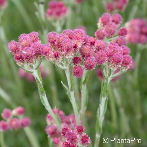 Antennaria dioica'Rubra'