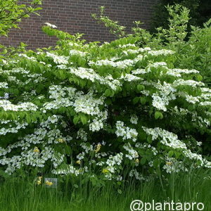 Viburnum plicatum'Tennessee'