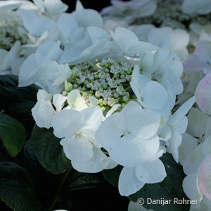 Hydrangea macrophyllaTeller weiss