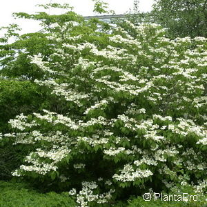 Viburnum plicatumf. tomentosum