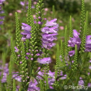 Physostegia virginiana'Bouquet Rose'