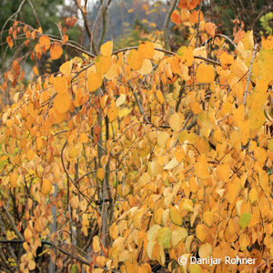 Cercidiphyllum japonicum'Pendulum'