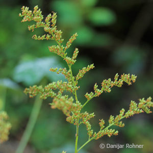 Astilbe (Arendsii-Gruppe)rosa