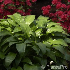 Hosta lancifolia