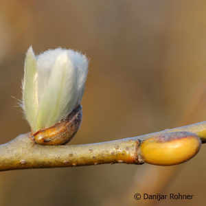 Salix helvetica