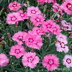 Dianthus gratianopolitanus'Stäfa'