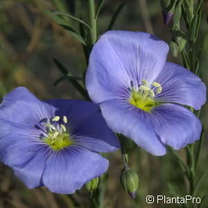 Linum perenne