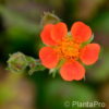 Geum coccineum'Borisii'