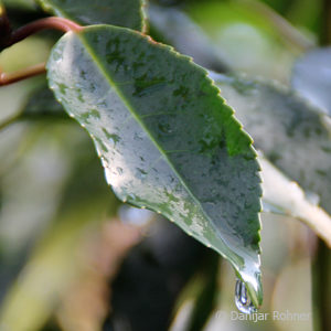 Prunus lusitanica'Angustifolia'