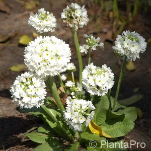 Primula denticulata'Alba'