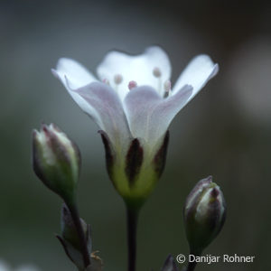 Gypsophila repens