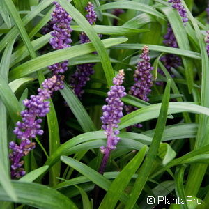 Liriope muscari