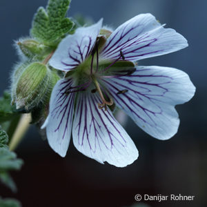 Geranium renardii