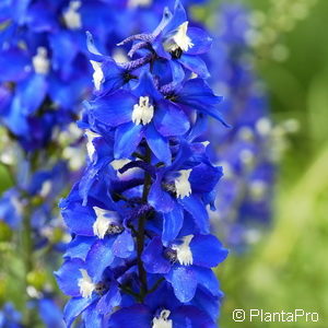 Delphinium'Lanzenträger'