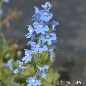 Delphinium (Belladonna-Gruppe)'Cliveden Beauty'