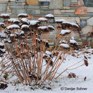 Sedum'Herbstfreude'