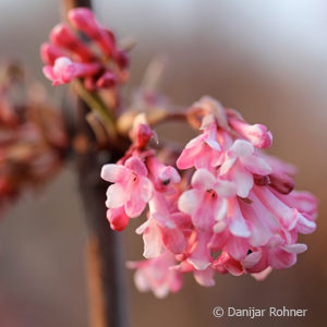 Viburnum bodnantense (x)'Dawn'