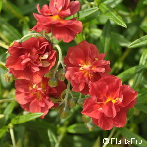 Helianthemum'Rubin'