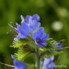 Echium vulgare