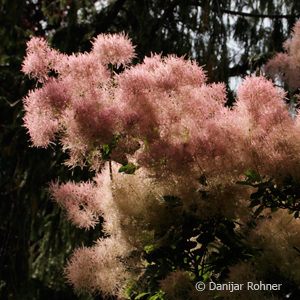 Cotinus coggygria