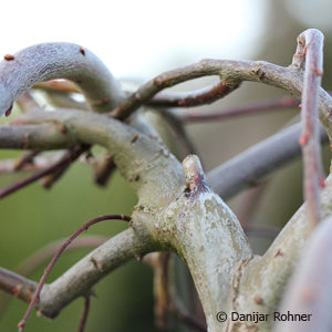 Salix caprea'Kilmarnock'