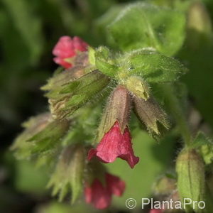 Pulmonaria rubra'Redstart'