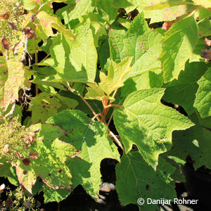 Hydrangea quercifolia