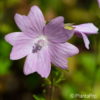 Malva moschata'Rosea'