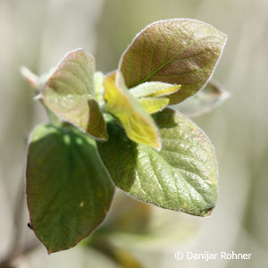 Lonicera xylosteum