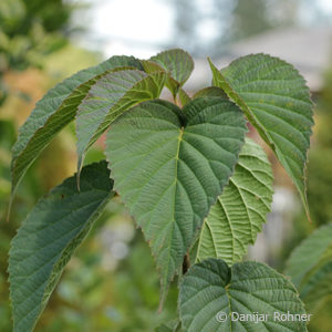 Davidia involucrata