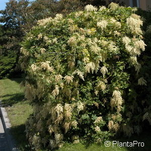 Holodiscus discolor