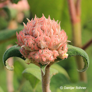 Hydrangea asperassp. sargentiana