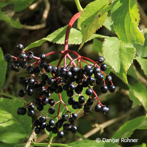 Sambucus nigra