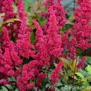 Astilbe (Arendsii-Gruppe)rot