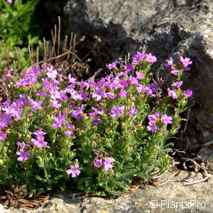 Erinus alpinus'Dr Hähnle'