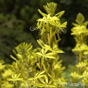 Asphodeline lutea