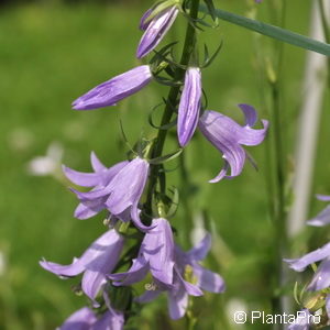 Campanula trachelium