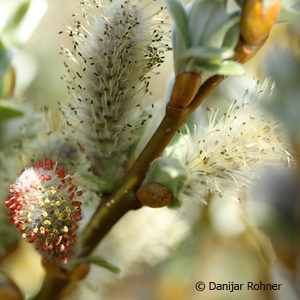 Salix helvetica