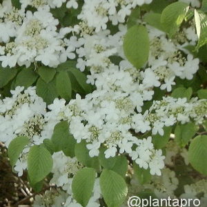 Viburnum plicatum'Tennessee'