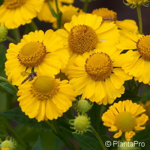 Helenium'Kugelsonne'