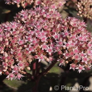 Sedum'Matrona'