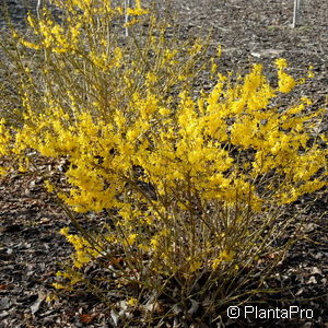 Forsythia'Marée d'Or' ('Courtasol')