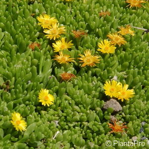 Delosperma nubigenum